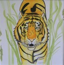 0037 - Tiger